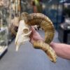 south african ram skull