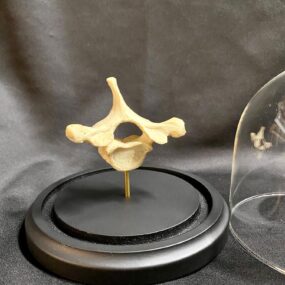 Lizard, Bearded Dragon Skeleton, Museum quality specimen. - nātür showroom  - Museum quality insects, butterflies and natural history collectibles,  artifacts and gifts