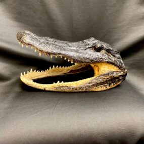 alligator taxidermy skull