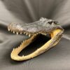 alligator taxidermy skull