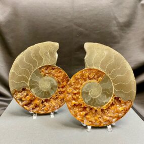 ammonite pair from Madagascar