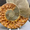 ammonite pair from Madagascar