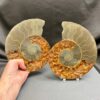 ammonite pair from Madagascar