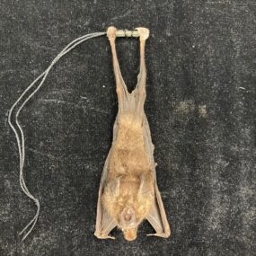 Intermediate round-leaf bat