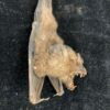 Intermediate round-leaf bat