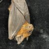 Bi-colored round-leaf bat