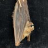 Diadem leaf-nosed bat