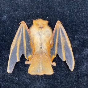 Fire bat folded wings