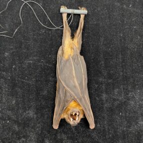 Cynopterus sphinx hanging