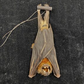 Cynopterus sphinx hanging