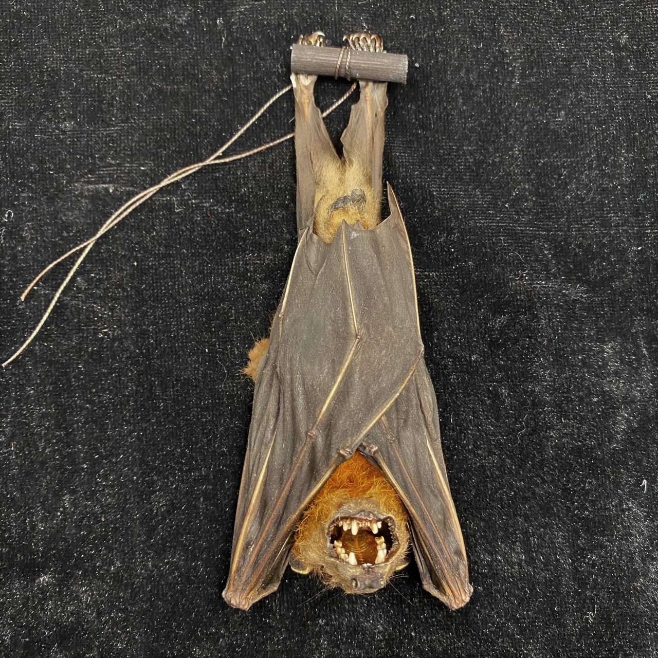 Handsome, actual Greater short-nosed fruit bat specimen hanging, with wings  in a folded position. CB - nātür showroom - Museum quality insects,  butterflies and natural history collectibles, artifacts and gifts