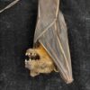 Cynopterus sphinx hanging