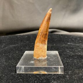 mounted spinosaurus tooth