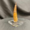 mounted spinosaurus tooth