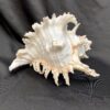 ramose murex sea shell