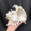 ramose murex sea shell
