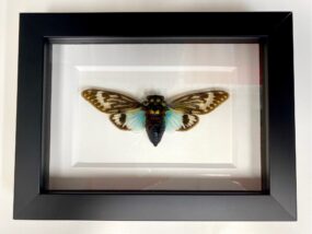 Turquoise cicada in frame
