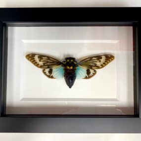 Turquoise cicada in frame