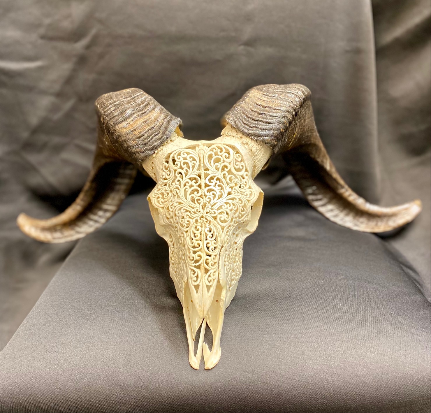 Hand carved ram skull, real bone, available at natur showroom