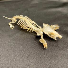 eastern mole skeleton