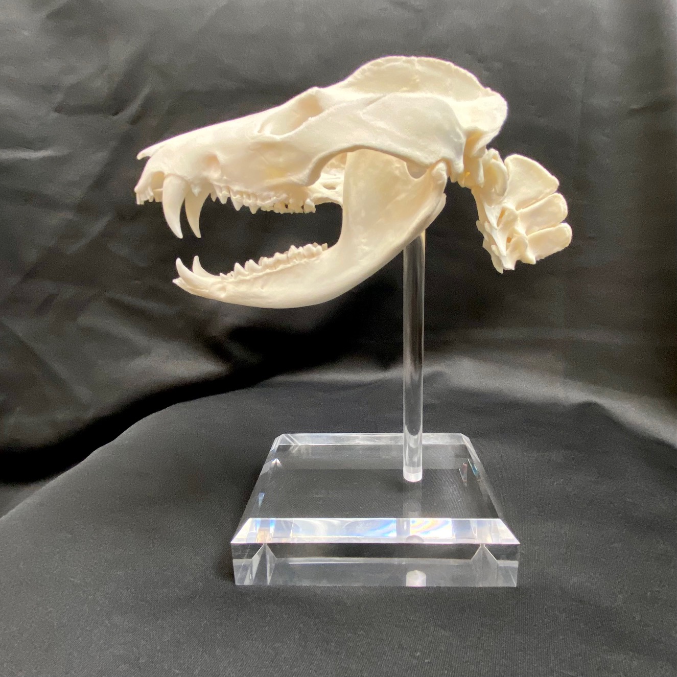 Large, gorgeous opossum skull, mounted on an acrylic base