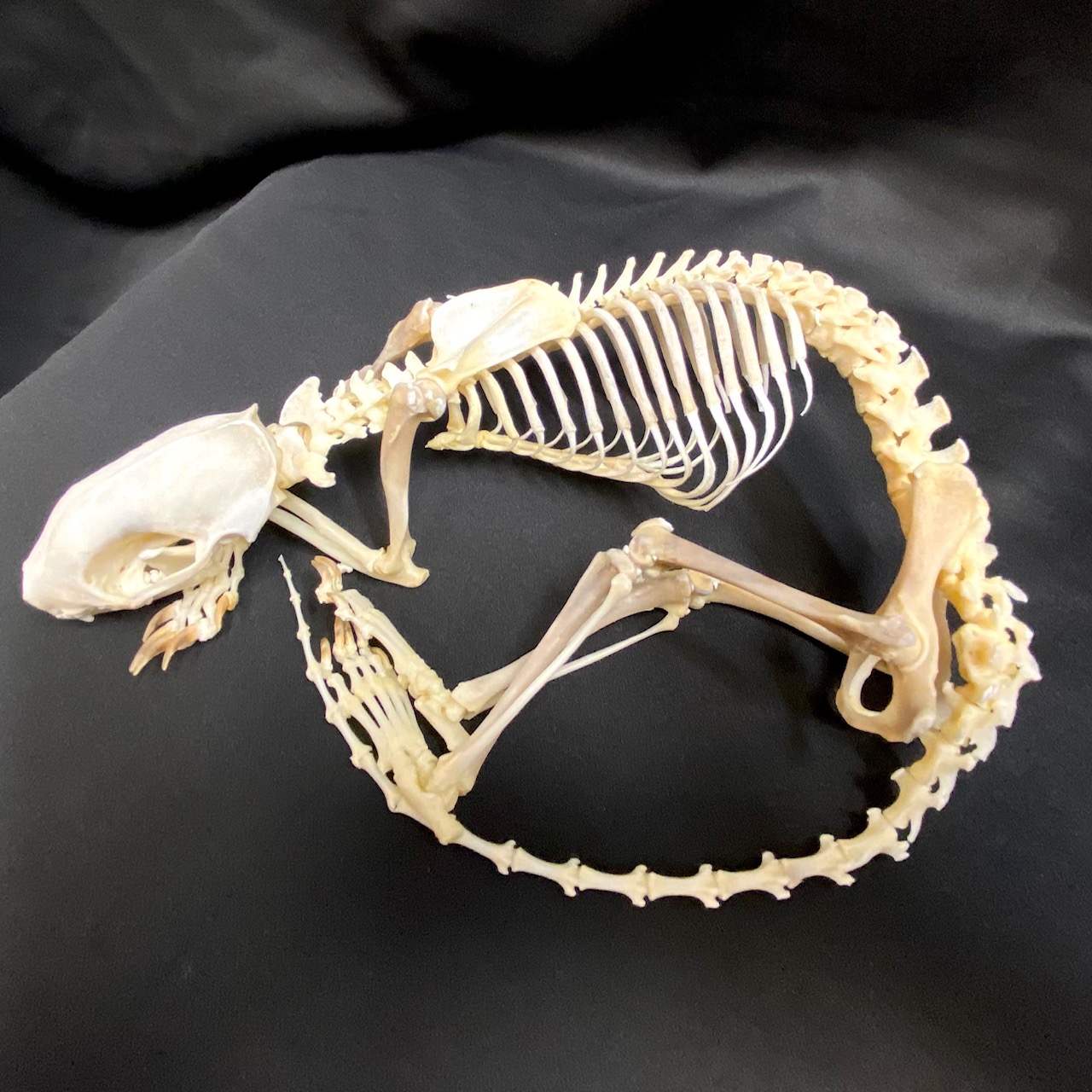 Fabulous sleeping skunk skeleton, available at natur showroom