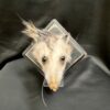 taxidermy opossum head mount