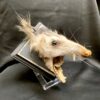 taxidermy opossum head mount