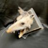 taxidermy opossum head mount