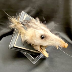 taxidermy opossum head mount