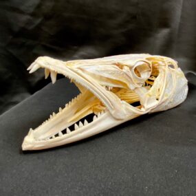 barraccuda skull real bone