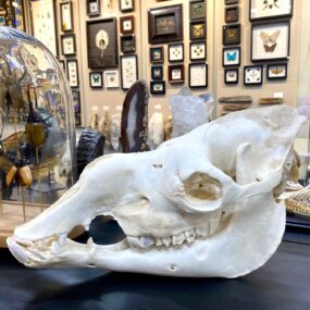 camel skull real bone