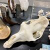 camel skull real bone