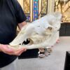 camel skull real bone