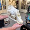 camel skull real bone
