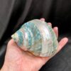 jade turbo sea shell
