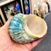 jade turbo sea shell