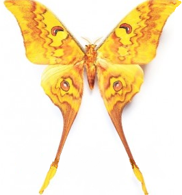 Actias groenendaeli acutapex (M)