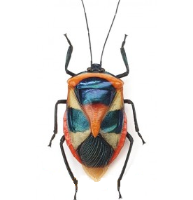 Catacanthus punctus mask beetle