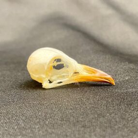 Zebra dove skull