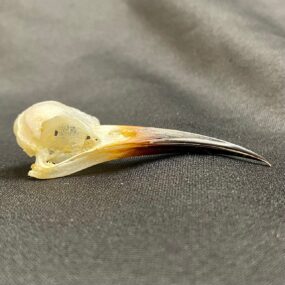 genuine bee eater skull