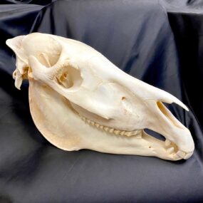 zebra skull real bone