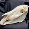 zebra skull real bone