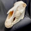 zebra skull real bone