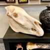 zebra skull real bone