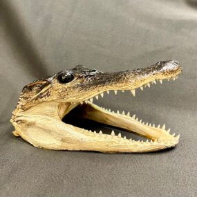 taxidermy alligator head