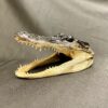 taxidermy alligator head