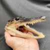 taxidermy alligator head