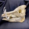 carved wart hog skull