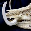 carved wart hog skull